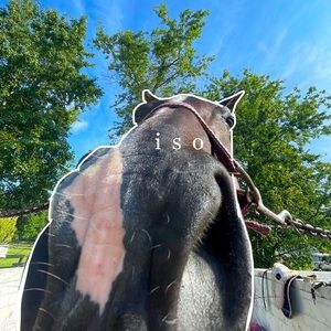 ISO- Equestrian Apparel, Lululemon, Free People,